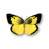 butterfly graphic