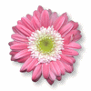 pink daisy tube