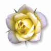 yellow rose tube